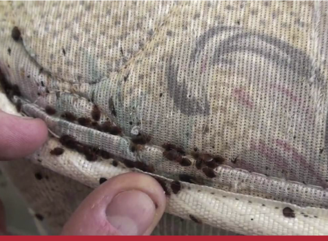 Bed bugs:  invasores noturnos que invadem sua cama