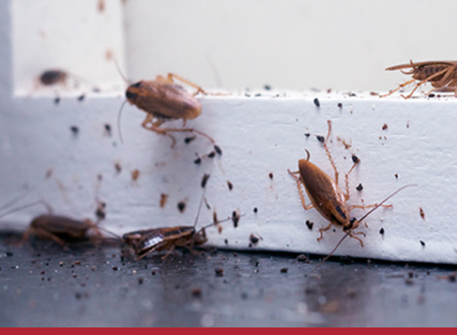 Como controlar a proliferação de baratas em ambientes internos?