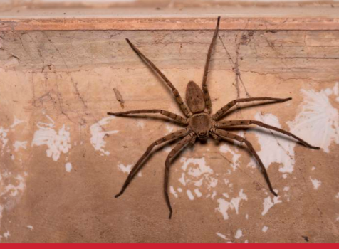 Detecção de Aranhas: como identificar uma infestação de aranhas na sua empresa?