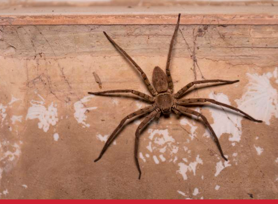 Detecção de Aranhas: como identificar uma infestação de aranhas na sua empresa?