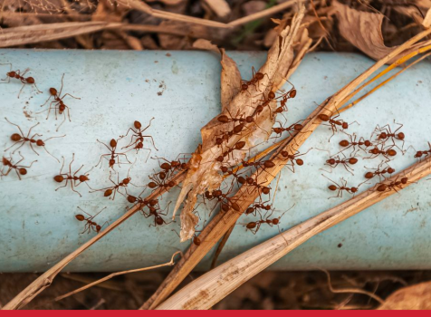 Formigas urbanas: pequenas invasoras que causam grandes problemas
