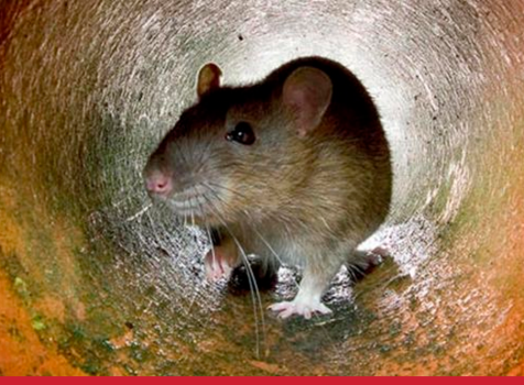 7 Sinais de Infestação por Ratos no Ambiente: Saiba Identificar e Proteger Seu Espaço