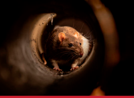 Controle de  roedores: proteja seu cliente e seu negócio