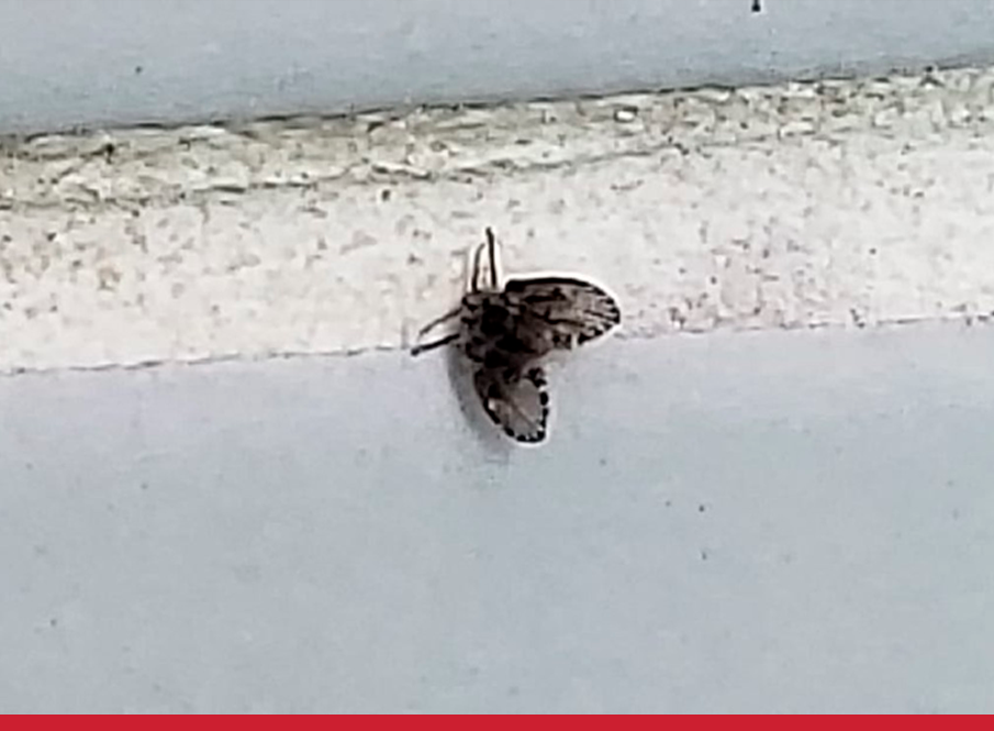 Moscas de banheiro: saiba de onde surgem e como evitar sua proliferação