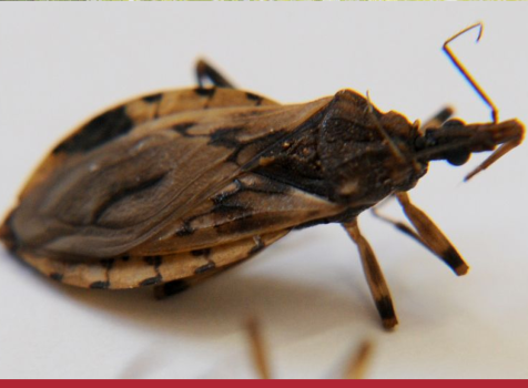 Espécies de  insetos mais letais do planeta