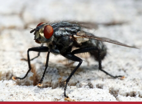 5 doenças perigosas transmitidas por moscas