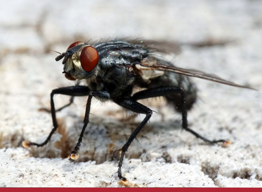 5 doenças perigosas transmitidas por moscas