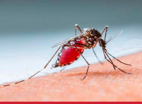 Proteja Sua Casa ou Empresa com o Programa de Controle de Mosquitos da Orkin