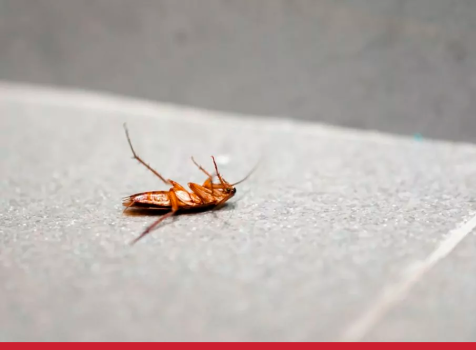 Como a reprodução das baratas pode afetar ambientes urbanos e negócios