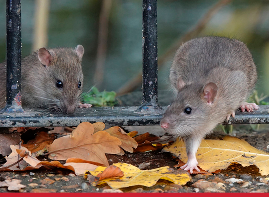 Controle de pragas no outono: o que você precisa saber?