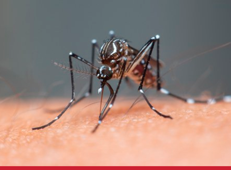 Combate à Dengue: medidas importantes para reduzir os casos e óbitos