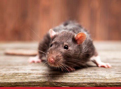 Aspectos biológicos dos roedores: o que você precisa saber para combater