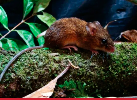 Quais são as fontes de alimentação dos roedores?