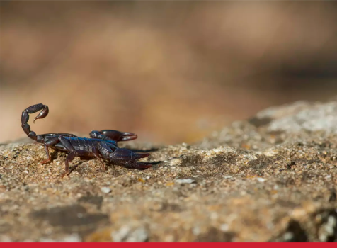 Como conter o aparecimento de escorpiões e evitar os perigos que ele traz?