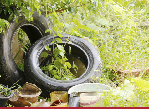 Como identificar e eliminar possíveis criadouros de mosquitos?