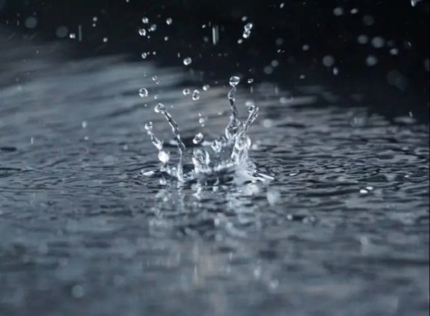 Por que a chuva atrai as pragas urbanas?