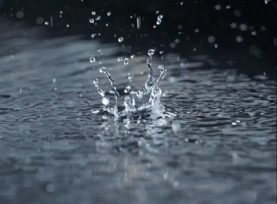 Por que a chuva atrai as pragas urbanas?