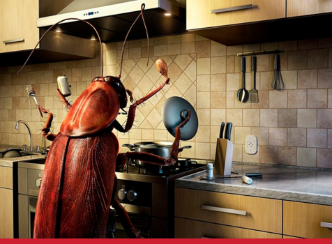 Pragas em restaurantes: como identificar e evitar problemas antes que seja tarde