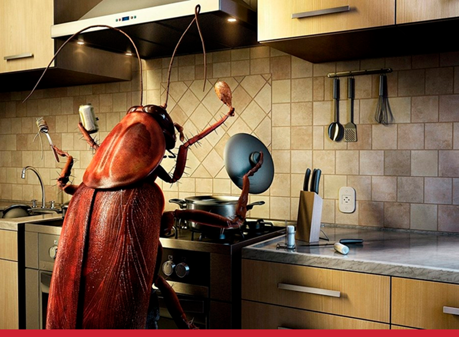 Pragas em restaurantes: como identificar e evitar problemas antes que seja tarde