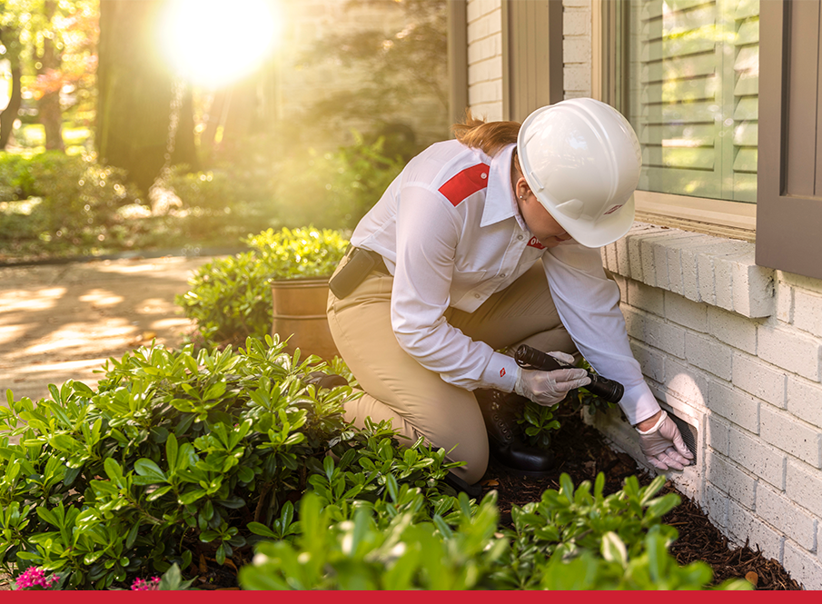 Orkin: compromisso ambiental e eficiência no controle de pragas